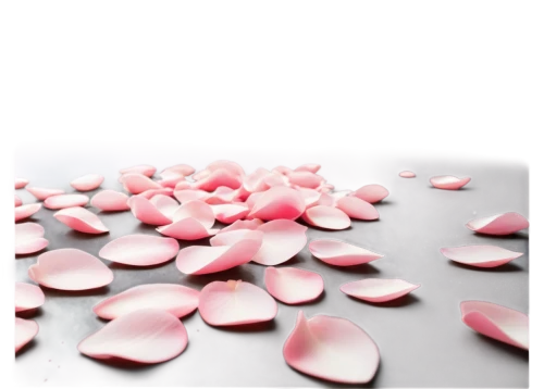 rose petals,pink petals,pink floral background,paper flower background,fallen petals,petals,flower wall en,dried petals,cherry petals,floral digital background,petals of perfection,red confetti,spray roses,flowers png,the petals overlap,petal,floral background,flower background,confetti,japanese floral background,Illustration,Japanese style,Japanese Style 12