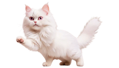 turkish angora,turkish van,british longhair cat,cats angora,domestic long-haired cat,polydactyl cat,white cat,japanese bobtail,selkirk rex,kurilian bobtail,cat vector,american curl,ragdoll,birman,angora,american bobtail,cat image,norwegian forest cat,breed cat,cute cat,Illustration,Black and White,Black and White 26