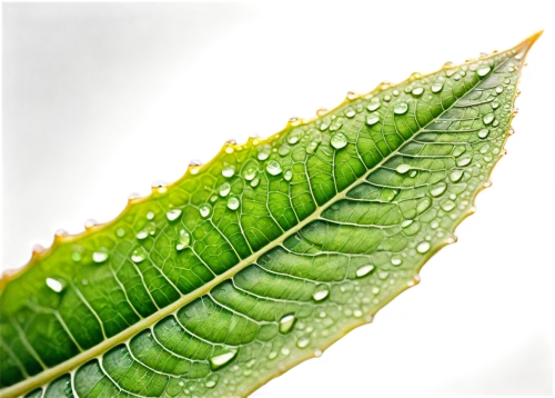 fern leaf,tropical leaf,dry leaf,rainy leaf,leaf fern,leaf structure,chestnut leaf,drops plant leaves,custody leaf,acorn leaf,jungle leaf,tropical leaf pattern,water lily leaf,grape leaf,leaf,mape leaf,foliage leaf,coconut leaf,leaf macro,magnolia leaf,Illustration,Realistic Fantasy,Realistic Fantasy 40