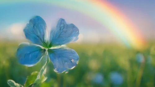 rainbow background,blue butterfly background,pot of gold background,flower background,bluish white clover,rainbow pencil background,four-leaf clover,five-leaf clover,4-leaf clover,clover flower,four leaf clover,rainbow butterflies,a four leaf clover,three leaf clover,dewdrop,4 leaf clover,rainbow,lily of the field,spring background,clover blossom,Photography,General,Cinematic