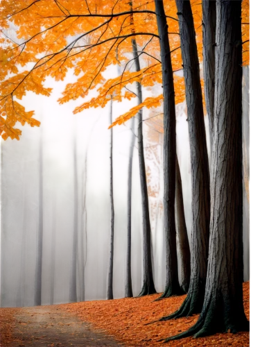 autumn background,autumn forest,deciduous forest,beech trees,background vector,autumn trees,deciduous trees,autumn scenery,beech forest,autumn fog,forest background,autumn landscape,autumn theme,germany forest,foggy forest,mixed forest,forest landscape,fall landscape,halloween bare trees,european beech,Illustration,Black and White,Black and White 12