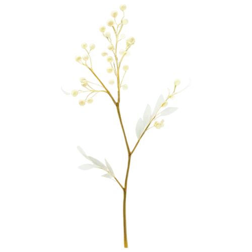 a sprig of white lilac,flowers png,tuberose,branched asphodel,minimalist flowers,jasminum,skirret,flower broom,white plumeria,ikebana,magnolia stellata,flower illustration,white floral background,sand jasmine,sweetscented bedstraw,spring leaf background,umbelliferae,winter jasmine,willow flower,white magnolia,Illustration,Black and White,Black and White 15