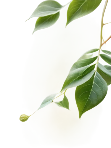 gum leaves,cherry laurel,climbing plant,curry leaves,spring leaf background,bay-leaf,oleaceae,thick-leaf plant,mandarin leaves,bay leaf,leaves,tree leaves,walnut leaf,lemon myrtle,ylang-ylang,foliage leaf,geraniaceae,jojoba oil,morinda citrifolia,round leaved liverleaf,Conceptual Art,Daily,Daily 13