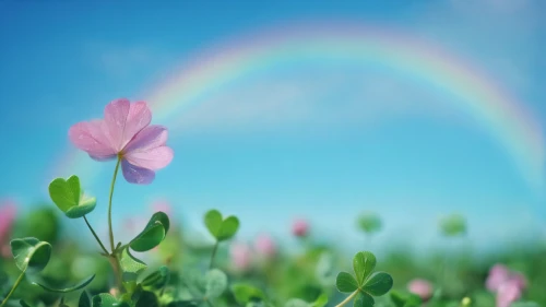 rainbow background,flower background,rainbow pencil background,pot of gold background,spring background,spring leaf background,flowers png,springtime background,colorful background,background colorful,floral background,floral digital background,colors of spring,rainbow colors,rainbow,clover flower,rainbow butterflies,colorful flowers,field of flowers,flower field,Photography,General,Cinematic