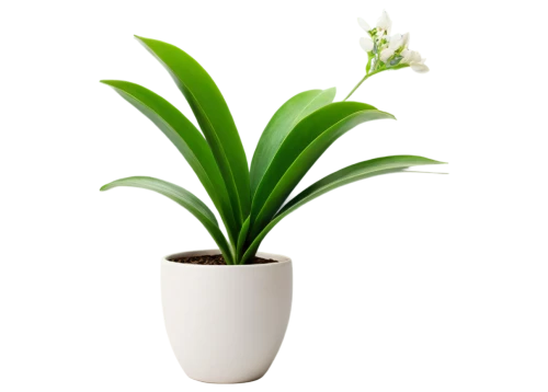 pontederia,flowers png,citronella,monocotyledon,sego lily,spathoglottis,ceratostylis,potted plant,laelia,potted palm,container plant,madonna lily,crinum,palm lily,tulip white,bellenplant,oil-related plant,white orchid,hippeastrum,indoor plant,Illustration,Realistic Fantasy,Realistic Fantasy 45