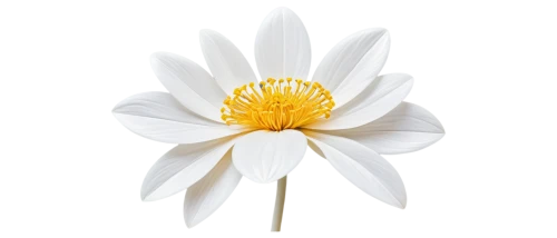 the white chrysanthemum,white chrysanthemum,white dahlia,white lily,white passion flower,flowers png,chrysanthemum cherry,fragrant white water lily,leucanthemum,shasta daisy,anemone japonica,korean chrysanthemum,lotus png,flannel flower,white water lily,star magnolia,marguerite daisy,chrysanthemum,siberian chrysanthemum,lilium candidum,Illustration,Realistic Fantasy,Realistic Fantasy 40