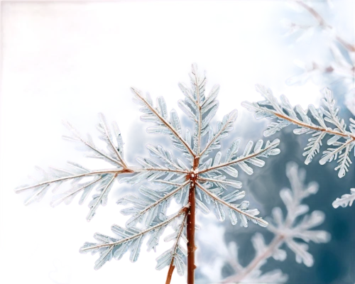 snowflake background,winter background,hoarfrost,christmas snowy background,ice crystal,blue snowflake,frost,winter magic,christmas snowflake banner,winter tree,fir-tree branches,snowy tree,the first frost,christmasbackground,white snowflake,wintry,snow tree,snow flake,ice crystals,winterblueher,Conceptual Art,Daily,Daily 17