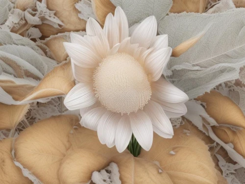 white dahlia,beach moonflower,white chrysanthemum,paper flower background,salt flower,fabric flower,dahlia white-green,white magnolia,pompom dahlia,the white chrysanthemum,magnolia flower,desert flower,filled dahlia,pachyphytum,stitched flower,white petals,celestial chrysanthemum,two-tone heart flower,chrysanthemum,southern magnolia,Common,Common,Natural