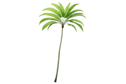 palm tree vector,palmtree,fan palm,palm lily,pony tail palm,potted palm,cartoon palm,oleaceae,palm,palm tree,easter palm,rank plant,saw palmetto,palm leaf,frond,young frond,coconut palm tree,wine palm,citronella,toddy palm,Photography,Fashion Photography,Fashion Photography 23