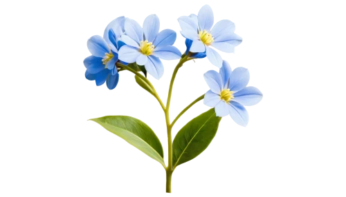 flowers png,alpine forget-me-not,mountain bluets,forget-me-nots,mertensia,forget-me-not,myosotis,blue flower,flower illustration,gentiana,blue flowers,dayflower,forget me nots,gentian,siberian squill,blue flax,linum bienne,plumbago,illustration of the flowers,minimalist flowers,Illustration,Vector,Vector 04