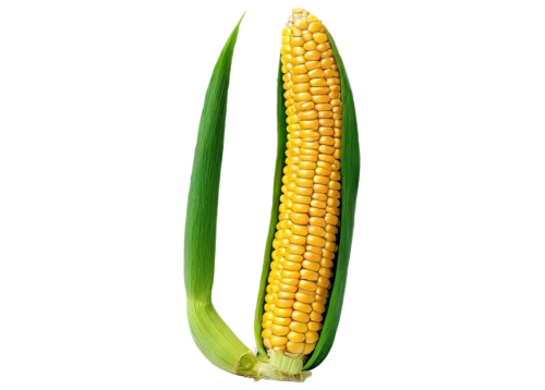 corn,maize,sweet corn,sweetcorn,corn kernels,corn on the cob,playcorn,forage corn,kernels,corn salad,winter corn,corn ordinary,ornamental corn,ears of corn,cob,cornales,creamed corn,patrol,pea,a vegetable,Art,Classical Oil Painting,Classical Oil Painting 32