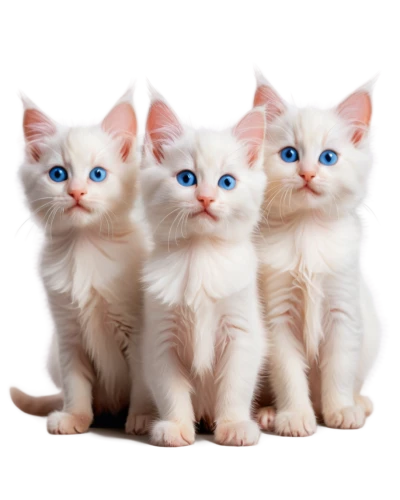 turkish van,kittens,turkish angora,japanese bobtail,cat family,white cat,birman,baby cats,blue eyes cat,breed cat,cats angora,cute cat,small to medium-sized cats,cat image,american curl,cat with blue eyes,felines,siamese cat,british shorthair,cats,Photography,Artistic Photography,Artistic Photography 04