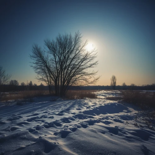winter landscape,winter morning,winter light,snow landscape,winter dream,snowy landscape,winter magic,winter background,early winter,winter sky,russian winter,landscape photography,winter forest,snow fields,winter tree,in the winter,in winter,ice landscape,the first frost,ice fog halo,Photography,General,Fantasy
