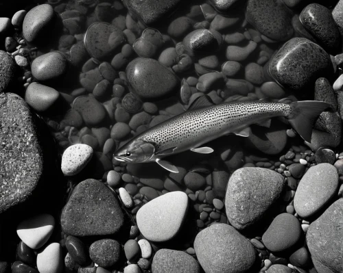 capelin,fjord trout,pebble,water and stone,rock samphire,sand eel,conger eel,beachcombing,gravel stones,tadpole,surface lure,beach glass,tide pool,balanced pebbles,eel,black beach,kombu,black sand,small fish,background with stones,Photography,Black and white photography,Black and White Photography 08