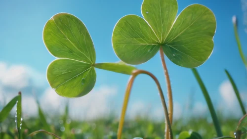 clover leaves,4-leaf clover,five-leaf clover,hybrid clover,long ahriger clover,four-leaf clover,4 leaf clover,clovers,medium clover,three leaf clover,a four leaf clover,four leaf clover,narrow clover,pennywort,triangular clover,lucky clover,dutch clover,shamrocks,aaa,clover flower,Photography,General,Cinematic