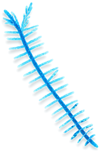 hair comb,bristles,rope brush,peacock feather,comb,spines,frond,mop,feather bristle grass,pipe cleaner,combs,bristle,cockscomb,palm tree vector,dish brush,dna strand,hair brush,bobby pin,fir branch,brush,Illustration,Retro,Retro 24