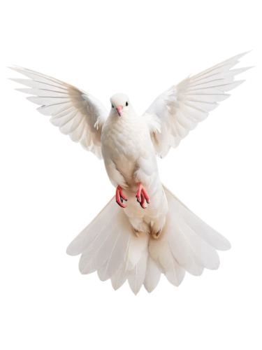 dove of peace,doves of peace,peace dove,white dove,little corella,doves,doves and pigeons,bird png,dove,holy spirit,white pigeon,beautiful dove,short-billed corella,pigeons and doves,white pigeons,carrier pigeon,love dove,corella,domestic pigeon,dove eating out of your hand,Conceptual Art,Oil color,Oil Color 17