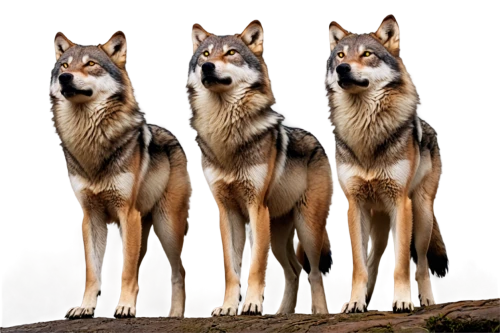 czechoslovakian wolfdog,saarloos wolfdog,huskies,wolves,wolf pack,wolfdog,sakhalin husky,kunming wolfdog,canidae,three dogs,canis lupus,canis lupus tundrarum,european wolf,northern inuit dog,german shepards,alsatian,canines,two wolves,tamaskan dog,dog breed,Illustration,Retro,Retro 18