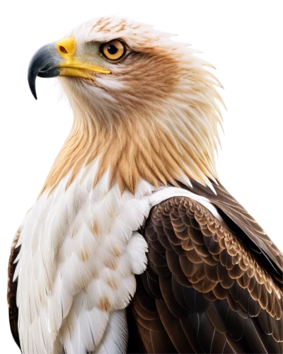 american bald eagle,eagle illustration,eagle drawing,bald eagle,eagle,eagle vector,steppe eagle,sea head eagle,sea eagle,african eagle,eagle eastern,mongolian eagle,fish eagle,imperial eagle,steller's sea eagle,of prey eagle,eagle head,savannah eagle,giant sea eagle,african fishing eagle,Illustration,Japanese style,Japanese Style 09