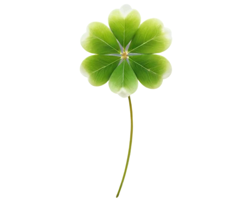 medium clover,4-leaf clover,five-leaf clover,four-leaf clover,a four leaf clover,four leaf clover,4 leaf clover,three leaf clover,narrow clover,long ahriger clover,shamrock balloon,clovers,lucky clover,oxalis,clover flower,shamrock,wood-sorrel,pennywort,redwood sorrel,dutch clover,Art,Artistic Painting,Artistic Painting 37