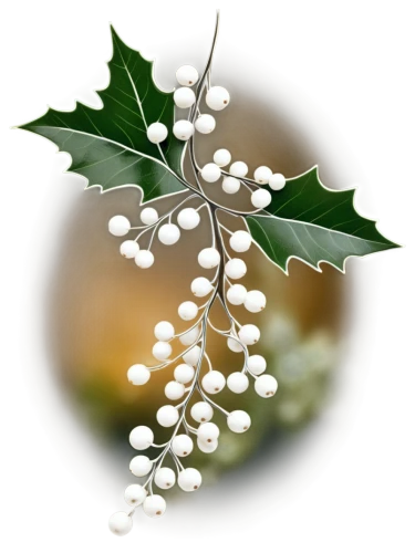 mistletoe berries,fir tree decorations,holly wreath,holly berries,white bush,jasmin-solanum,wreath vector,currant decorative,decorate christmas tree,american holly,swedish mountain ash,christmas garland,fragrant snowball,white currants,christmas motif,tree white,ornamental shrub,flower of christmas,sorbus,christmas tree decoration,Illustration,Black and White,Black and White 11