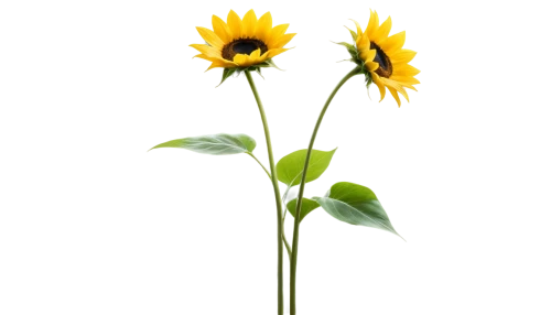 helianthus occidentalis,helianthus annuus,rudbeckia nidita,helianthus,rudbeckia,helianthus tuberosus,rudbeckia nitida,woodland sunflower,rudbeckia fulgida,stored sunflower,small sun flower,sunflower lace background,flowers png,helianthus sunbelievable,sunflowers in vase,silphium perfoliatum,yellow gerbera,minimalist flowers,sunflower,sunflowers and locusts are together,Conceptual Art,Sci-Fi,Sci-Fi 10