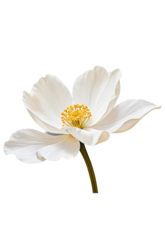 anemone japonica,japanese anemone,white chrysanthemum,the white chrysanthemum,white cosmos,wood anemone,bush anemone,anemone nemorosa,white anemones,fragrant white water lily,star magnolia,anemone sylvestris,anemone hupehensis' september charm,crown anemone,anemone honorine jobert,flowers png,white dahlia,white magnolia,genus anemone,chrysanthemum cherry,Conceptual Art,Oil color,Oil Color 22