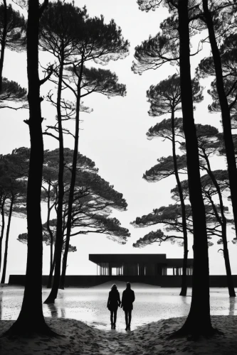 beech trees,pine forest,pine trees,morbihan,zingst,vintage couple silhouette,beech,cies,people on beach,parque estoril,european beech,pine family,wooden pier,promenade,usedom,the touquet,canim lake,monochrome photography,cypress,bretagne,Illustration,Black and White,Black and White 33