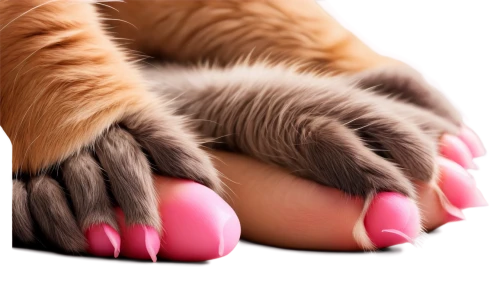 dog cat paw,cat's paw,paws,paw,pawprint,polydactyl cat,dog paw,pawprints,cat paw mist,paw print,paw prints,toes,pink cat,bear paw,claws,foots,java beans,jelly beans,red tabby,foot model,Photography,Fashion Photography,Fashion Photography 19