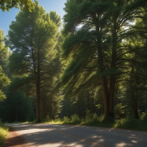 forest road,coniferous forest,pine trees,temperate coniferous forest,pine forest,mountain road,conifers,fir forest,evergreen trees,alpine drive,redwoods,country road,dirt road,forest background,forest landscape,coniferous,tree lined lane,the road,spruce forest,open road,Photography,General,Realistic