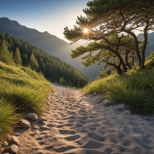 dune landscape,sand paths,hiking path,sand dunes,sand road,sand dune,dune grass,wooden path,pathway,the sand dunes,high-dune,beach grass,dune sea,tree lined path,dunes,pink sand dunes,pine forest,moving dunes,beach landscape,larch forests