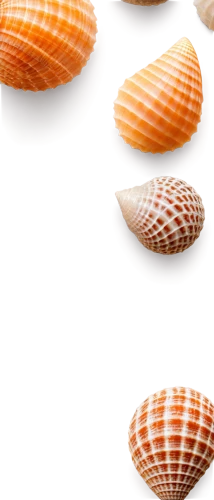 watercolor seashells,seashells,shells,sea shells,blue sea shell pattern,sea shell,in shells,seashell,marine gastropods,shellfish,mollusks,beach shell,snail shells,spiny sea shell,molluscs,shell,clams,gastropods,garden cone snail,mollusc,Art,Classical Oil Painting,Classical Oil Painting 10