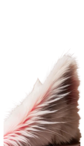 ostrich feather,hawk feather,chicken feather,swan feather,fur,feather headdress,pigeon feather,parrot feathers,white feather,feather,color feathers,feathers,beak feathers,pink quill,feather boa,bird feather,feather bristle grass,white fur hat,feathery,war bonnet,Photography,Documentary Photography,Documentary Photography 18