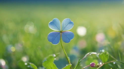 bluish white clover,clover flower,clover leaves,narrow clover,clover blossom,five-leaf clover,4-leaf clover,four-leaf clover,three leaf clover,medium clover,hybrid clover,dutch clover,white clover,lucky clover,meadow clover,four leaf clover,a four leaf clover,long ahriger clover,4 leaf clover,triangular clover,Photography,General,Cinematic