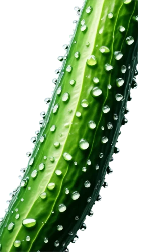 aloe vera,aloe,patrol,nopal,aaa,cleanup,cactus digital background,romaine,agave nectar,dew,drops plant leaves,cactus,agave,cucumber,tropical leaf,urticaceae,rainy leaf,torch aloe,sansevieria,kangkong,Illustration,Black and White,Black and White 02