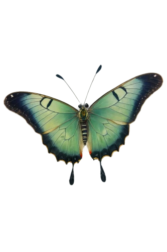 butterfly vector,pipevine swallowtail,morpho peleides,melanargia,white admiral or red spotted purple,hesperia (butterfly),morpho butterfly,papilio,butterfly clip art,blue morpho butterfly,palamedes swallowtail,gonepteryx cleopatra,papilio rumanzovia,hybrid black swallowtail butterfly,melanargia galathea,brush-footed butterfly,morpho,blue morpho,lepidoptera,euphydryas,Illustration,Abstract Fantasy,Abstract Fantasy 16