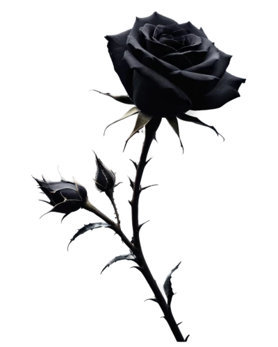 black rose,rose png,dried rose,arrow rose,flowers png,the sleeping rose,black rose hip,rose flower illustration,fallen flower,romantic rose,lady banks' rose,lady banks' rose ,rosa,wilted,widow flower,flower rose,rose order,noble roses,sleeping rose,petal of a rose,Illustration,Realistic Fantasy,Realistic Fantasy 46