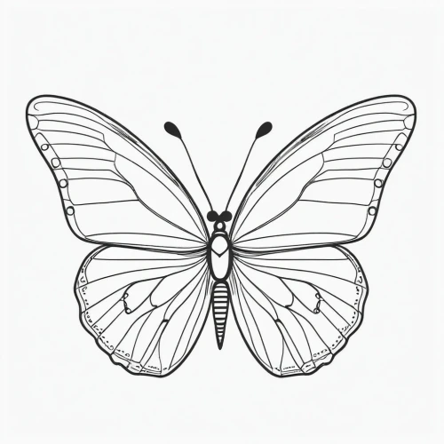 butterfly vector,butterfly clip art,euphydryas,hesperia (butterfly),vanessa (butterfly),celastrina,butterfly white,melanargia,limenitis,c butterfly,papillon,butterfly,lepidoptera,black-veined white butterfly,cupido (butterfly),papilio,female symbol,cyprinidae,illustration,butterfly background,Illustration,Black and White,Black and White 04