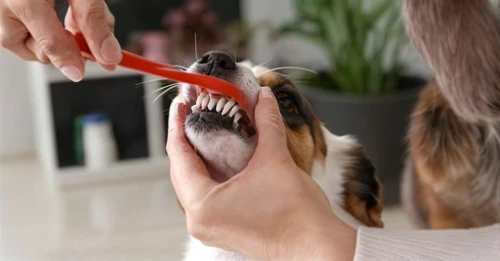 dog chew toy,tooth brushing,brush teeth,pet vitamins & supplements,gnaw,dish brush,bite,tooth bleaching,nail clipper,dog toy,dental hygienist,schleich,dog puppy while it is eating,personal grooming,dental,bristles,dog toys,chew,hands over mouth,bird toy