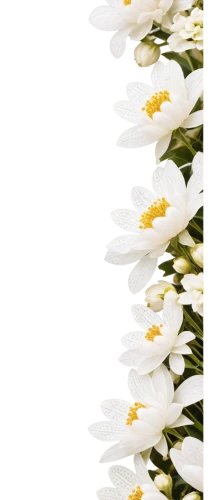 flowers png,easter lilies,avalanche lily,madonna lily,white floral background,white trumpet lily,jonquils,tulip white,peace lilies,chrysanthemum background,lilium candidum,floral digital background,floral border,ornithogalum,floral mockup,marguerite daisy,snowdrop anemones,flannel flower,white border,cape jasmine,Photography,Documentary Photography,Documentary Photography 07