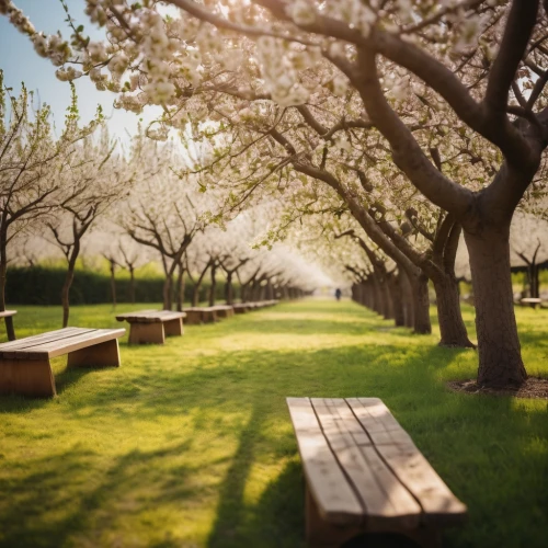 orchards,almond trees,cherry trees,benches,japanese cherry trees,blossoming apple tree,apple trees,orchard,apple orchard,wooden bench,sakura trees,garden bench,fruit trees,apple blossoms,bench,apple plantation,almond tree,spring background,park bench,cherry tree,Photography,General,Cinematic