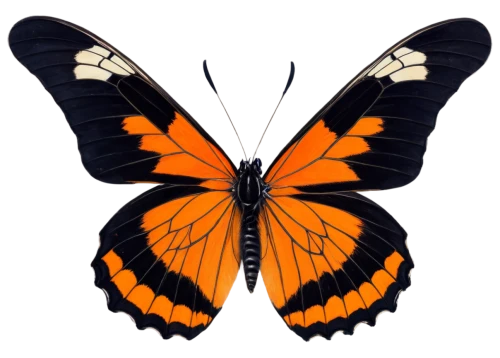 butterfly vector,euphydryas,butterfly clip art,hesperia (butterfly),orange butterfly,polygonia,viceroy (butterfly),vanessa (butterfly),vanessa atalanta,heliconius hecale,melitaea,white admiral or red spotted purple,lepidoptera,brush-footed butterfly,butterfly moth,scotch argus,lycaena phlaeas,papillon,papilio,boloria,Illustration,Retro,Retro 17