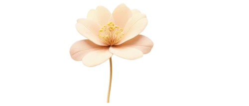 lotus ffflower,lotus png,tulip magnolia,flowers png,minimalist flowers,magnolia flower,lotus flower,magnolia × soulangeana,turkestan tulip,sego lily,golden lotus flowers,tulip tree flower,tulip white,lotus blossom,lotus,lotus with hands,lilium candidum,tulip,lily flower,tulip background,Illustration,Retro,Retro 10