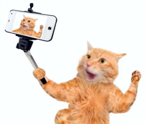 mow,selfie stick,cat image,funny cat,camera stand,cartoon cat,camera man,instant camera,gopro,camera,cat,mobile camera,cat vector,camera accessory,meowing,selfie,battery mower,video camera,loo,cameraman