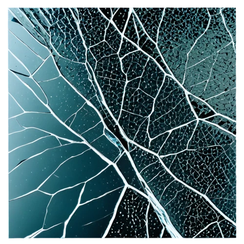 neurons,leaf veins,plant veins,leaf structure,nerve cell,axons,blue leaf frame,branches,neural pathways,beech leaf,skeleton leaf,skeleton leaves,tropical leaf,tree leaf,tropical leaf pattern,tree leaves,tree branches,leaves frame,vine tendrils,birch tree illustration,Illustration,Black and White,Black and White 06