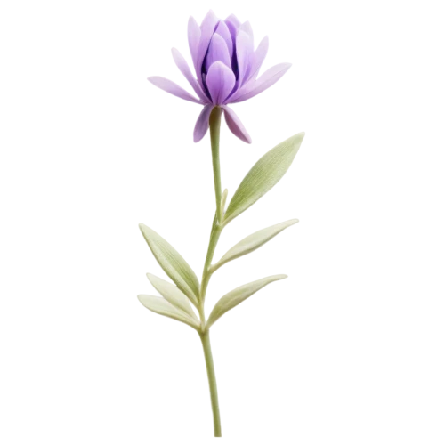 flowers png,crown chakra flower,lotus png,minimalist flowers,centaurium,lisianthus,flax-leaved tulip,flower illustration,fernleaf lavender,trumpet gentian,tulipan violet,gentian,tuberose,violet tulip,the lavender flower,turkestan tulip,lavandula,cyanus cornflower,stemless gentian,lavender flower,Illustration,Realistic Fantasy,Realistic Fantasy 05