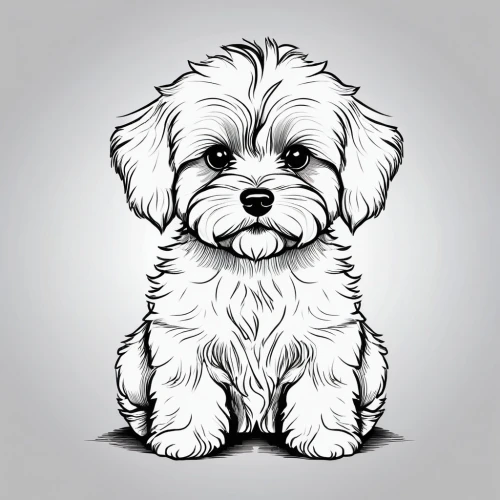 tibetan terrier,havanese,shih tzu,cavapoo,cavachon,shih poo,maltepoo,bearded collie,lhasa apso,shih-poo,coton de tulear,sealyham terrier,yorkipoo,biewer yorkshire terrier,dog illustration,toy poodle,old english sheepdog,norfolk terrier,west highland white terrier,bichon,Illustration,Black and White,Black and White 04