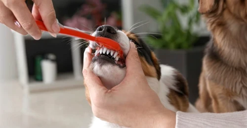 tooth brushing,brush teeth,personal grooming,nail clipper,dog chew toy,gnaw,dish brush,tooth bleaching,pet vitamins & supplements,toothbrush,grooming,schleich,cleaning conditioner,dental hygienist,dental,personal hygiene,flossing,lip care,for pets,bite