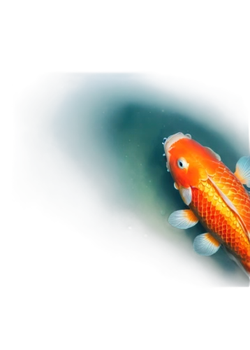 ornamental fish,red fish,goldfish,koi carp,cichlid,wrasse,small fish,koi fish,freshwater fish,fish in water,fish pen,foxface fish,fish,surface lure,gold fish,carp tail,the fish,fairy wrasse,brocade carp,tobaccofish,Illustration,Realistic Fantasy,Realistic Fantasy 16