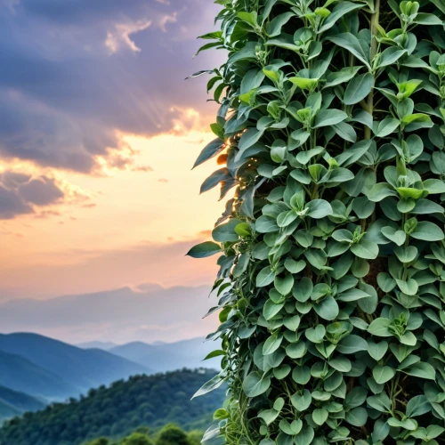 green soybeans,tobacco leaves,tobacco bush,soybeans,pak-choi,moc chau tea doi,dianhong tea,kangkong,tea field,tea plant,maojian tea,aaa,soybean,wall,chinese herb tea,thai basil,soybean oil,moc chau tea hills,fragrant peas,yunnan